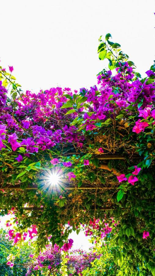 Çıralı Lemon Garden Lodge المظهر الخارجي الصورة