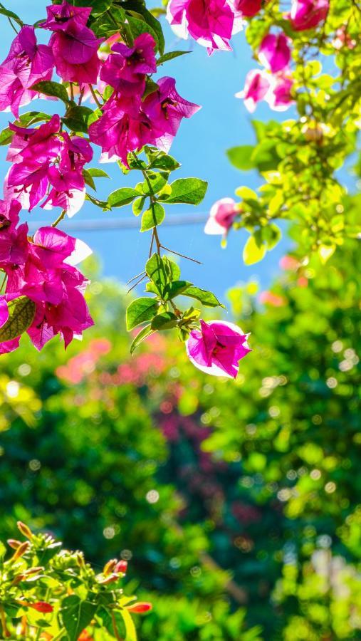 Çıralı Lemon Garden Lodge المظهر الخارجي الصورة