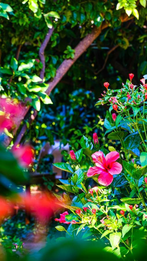 Çıralı Lemon Garden Lodge المظهر الخارجي الصورة