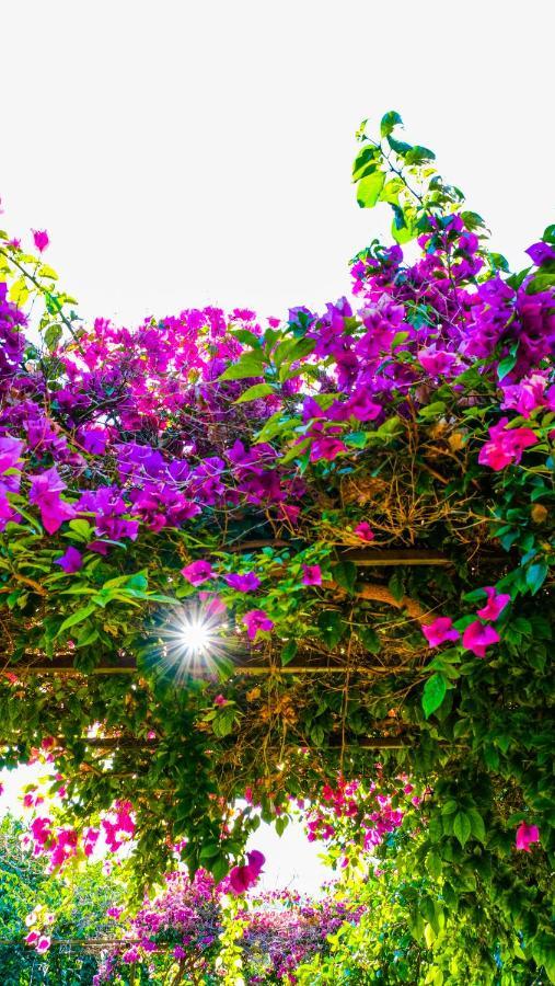 Çıralı Lemon Garden Lodge المظهر الخارجي الصورة