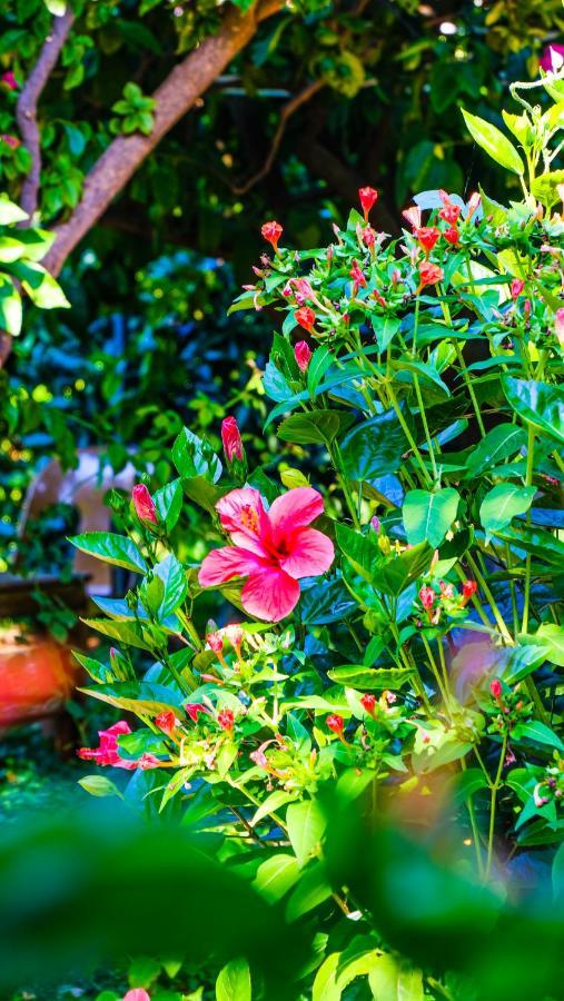 Çıralı Lemon Garden Lodge المظهر الخارجي الصورة