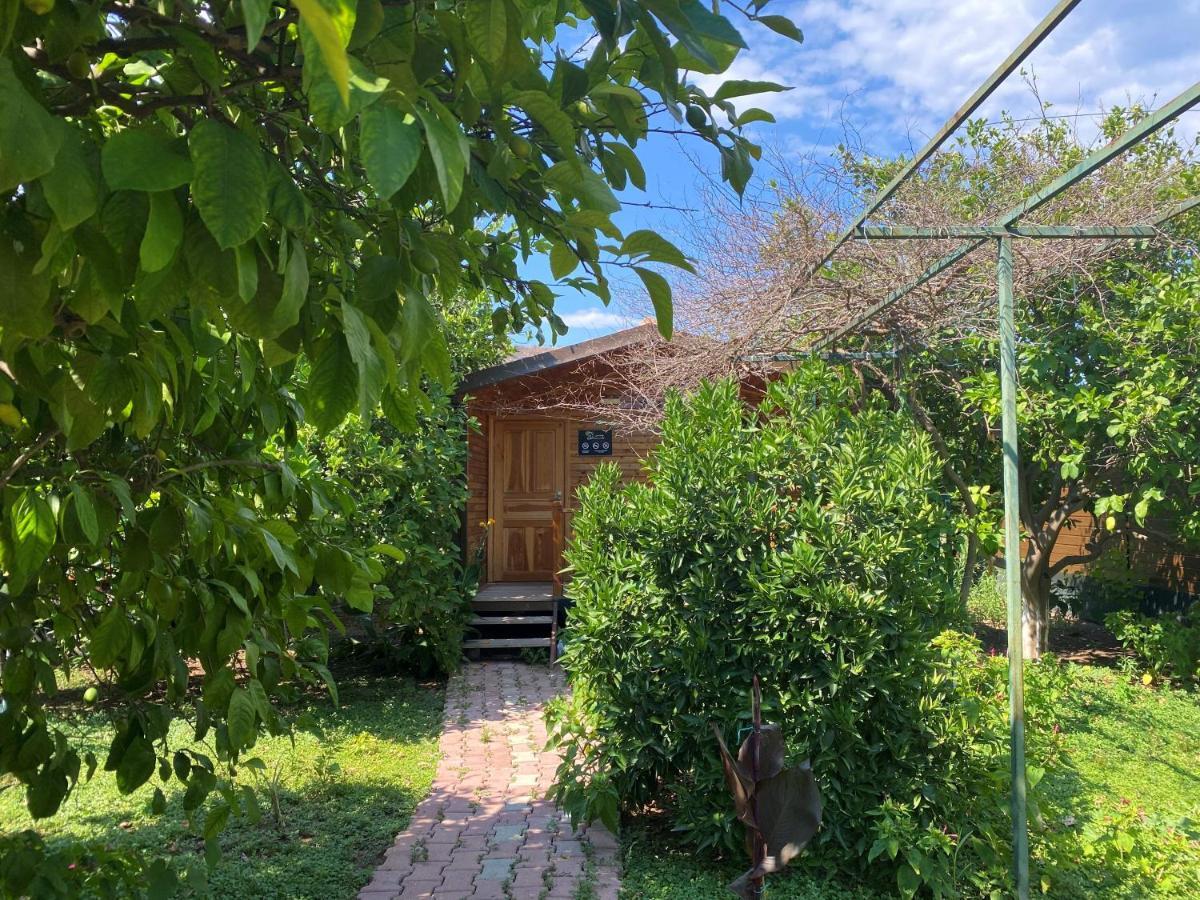 Çıralı Lemon Garden Lodge المظهر الخارجي الصورة