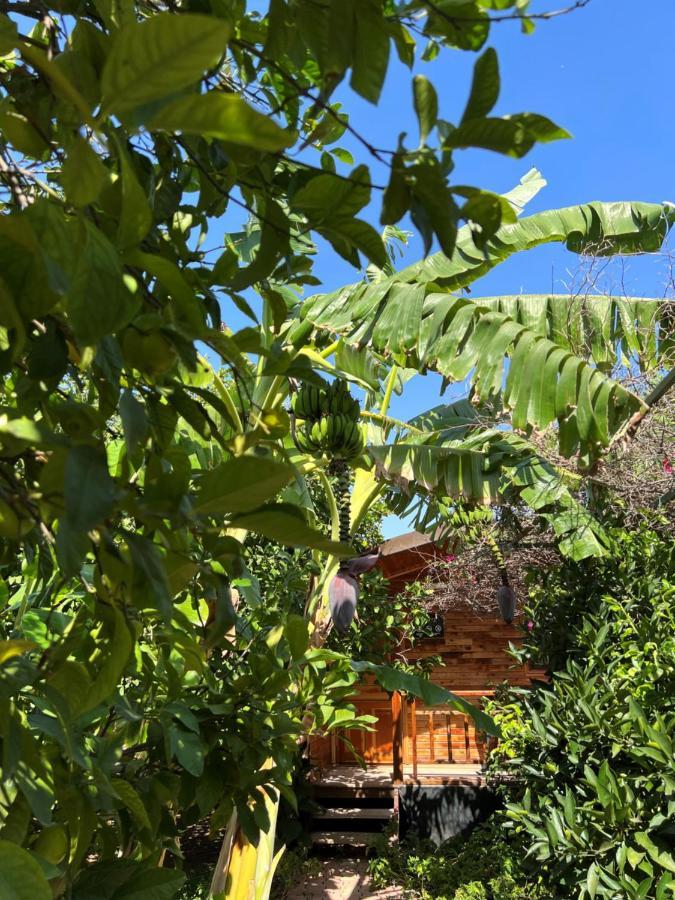 Çıralı Lemon Garden Lodge المظهر الخارجي الصورة
