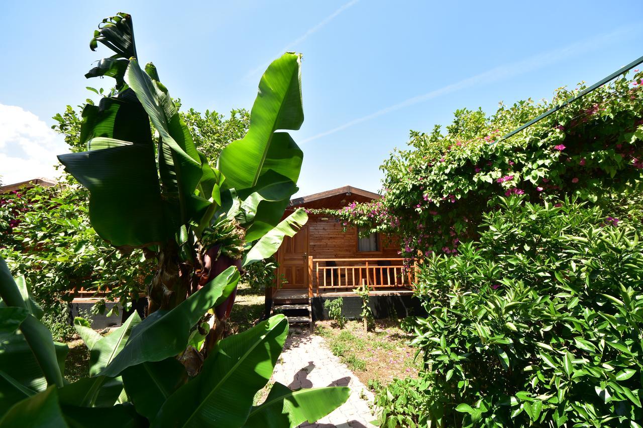 Çıralı Lemon Garden Lodge المظهر الخارجي الصورة