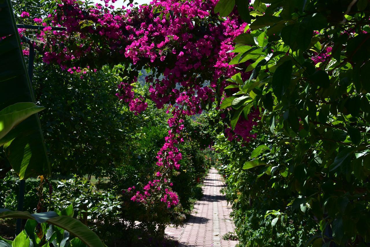 Çıralı Lemon Garden Lodge المظهر الخارجي الصورة