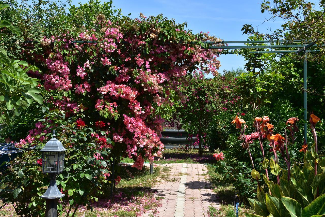 Çıralı Lemon Garden Lodge المظهر الخارجي الصورة